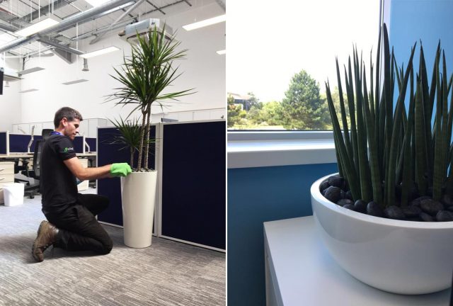 Office plants for St Albans HQ