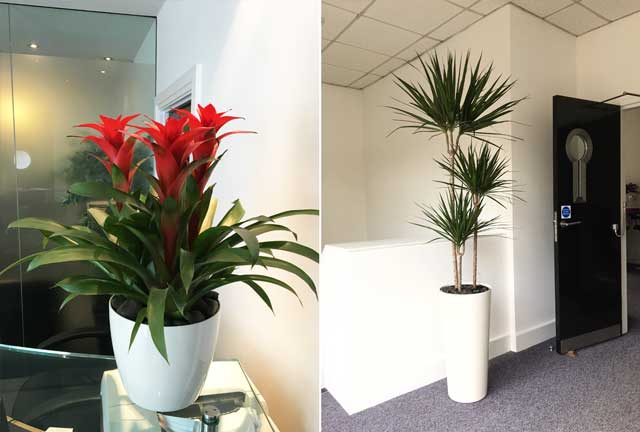 Office plants & exterior plants for Hemel Hempstead research company