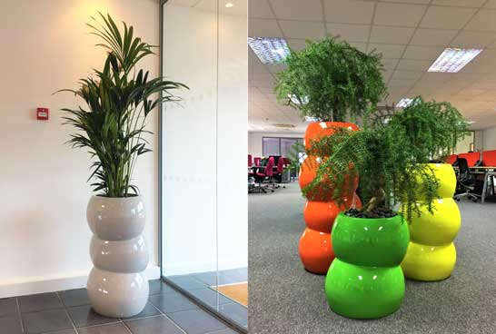 Vibrant plant displays for Aylesbury office