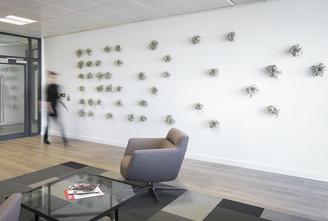 A living wall with a difference: Inleaf install stunning air plant wall in this Manchester office reception