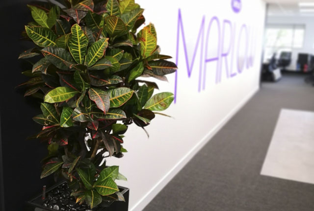 A grown up installation for Softcat headquarters in Marlow, Buckinghamshire