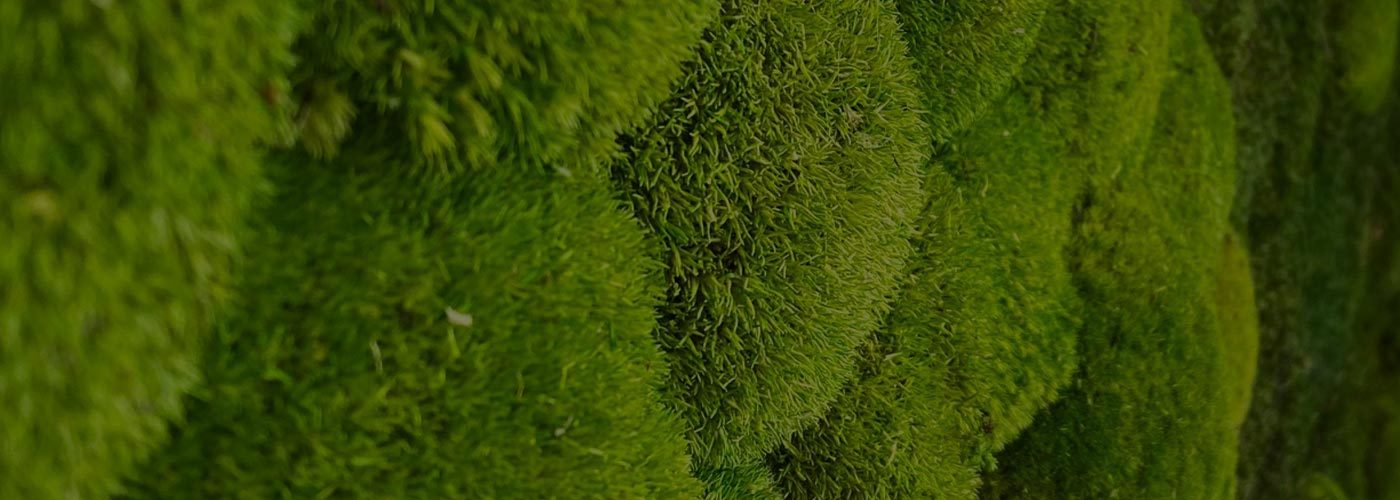 Moss Walls & Pictures