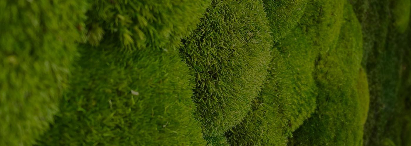 How to Build Your Own Moss Wall + FREE MOSS SAMPLE 