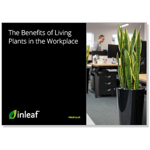 The Benefits of Office Plants