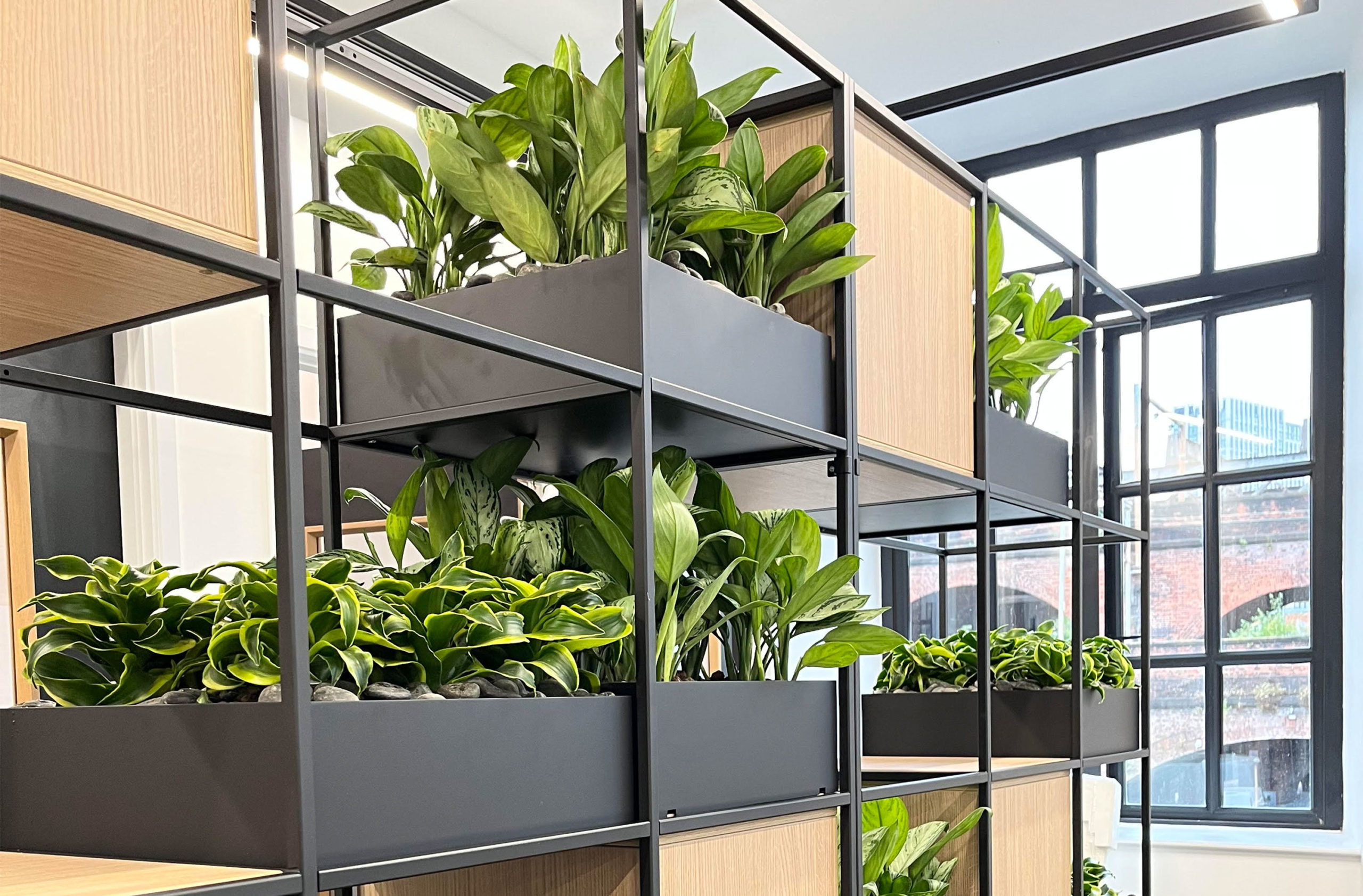 A fresh living plant installation with artificial accents for an office move in Manchester