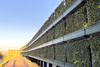 Case study: Inleaf create 1,000m2 living wall as part of London acoustic screen project