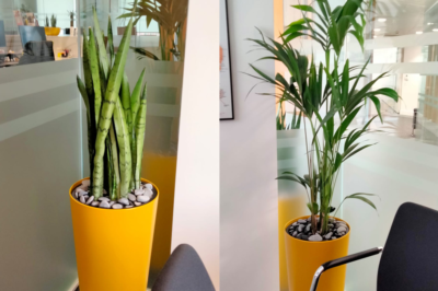 How Colas Rail's brand colours inspired a Biophilic design for their London office