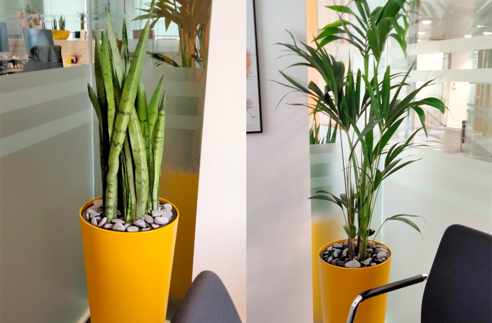 How Colas Rail’s brand colours inspired a Biophilic design for their London office