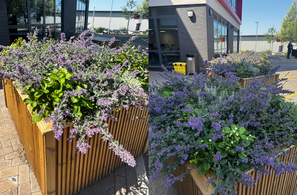 How Inleaf used strawberries and greenery to transform concrete ram barriers at Chorley’s Digital Hub