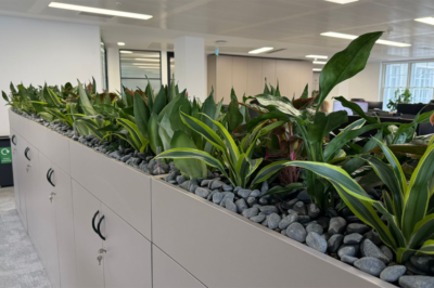 Transforming Shepherd and Wedderburn's central London office with plants