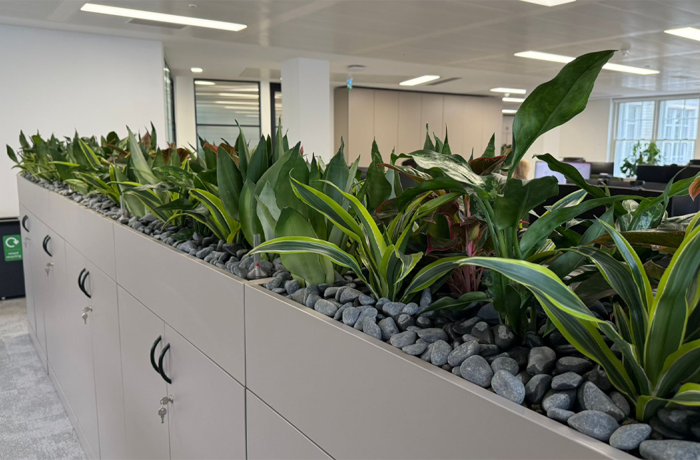 Transforming Shepherd and Wedderburn’s central London office with plants